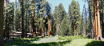 Sequoia National Park