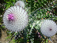 Cobwebby Thistle