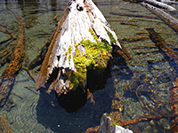 Tree trunk and moss