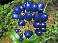 Blue berries