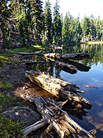 Logs in a pond