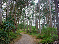 Coast Trail