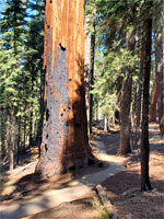 Sequoia by the path