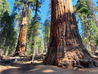 Two giant sequoia