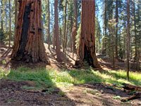 Two sequoia
