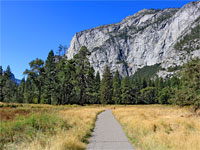 Path across the meadow