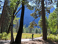 Edge of the forest