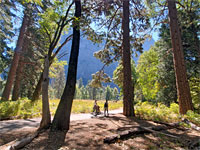 Tall trees