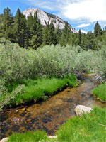 Bushes by the creek