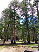 Golden Trout Wilderness