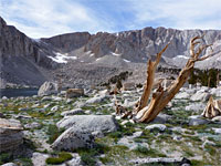 Tree and boulders