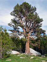 Foxtail pine