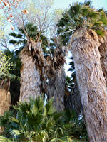 Cottonwood Springs Oasis