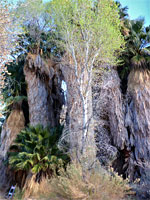 Dense group of palms