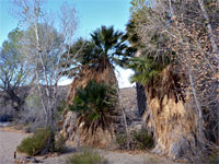 Trees and palms