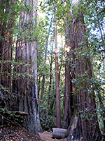 Creeping Forest Trail