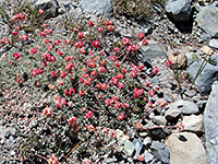 Reddish pink flowers