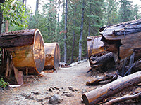 Outer Loop (Mariposa Grove)