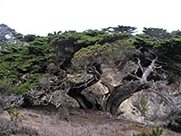 Aged cypress tree