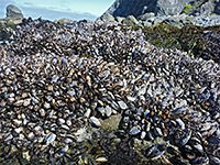 Colony of Mussels