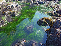 Green seaweed