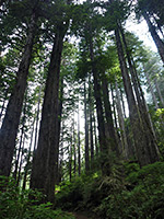 Tall redwoods