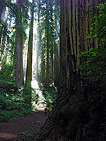 Coastal Trail