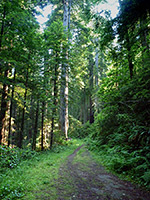 Coastal Trail