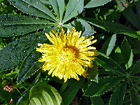 Common Dandelion