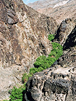 Trees in the canyon