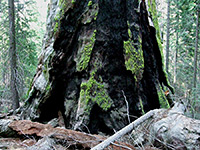 Sequoia Lake Overlook/Dead Giant