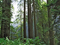 Redwoods along US 101