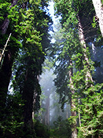 Tall redwoods