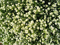 Desert alyssum