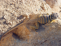 Desert collared lizard