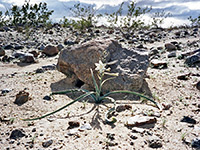 Hesperocallis undulata, Hesperocallis undulata (desert lily) beside a boulder - along the trail to the Slot; Anza-Borrego Desert State Park, California