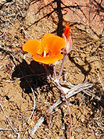 Desert Mariposa lily