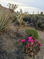 Varied plants