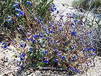Desert bluebell