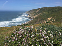 Flowers above Driftwood Beach