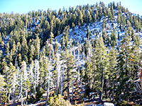 Snowy hillside