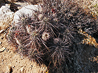 Echinocereus engelmannii