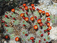 Mojave kingcup cactus