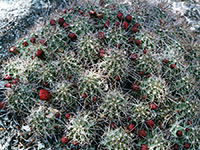 Echinocereus triglochidiatus