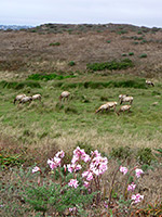 Elk and lilies