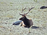 A bull elk