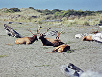 Elk on Gold Bluffs Beach