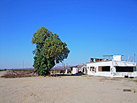 Tree and ruin