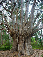 Aged tree trunk