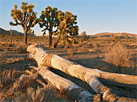 Fallen Joshua tree